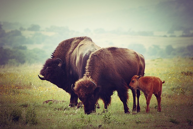 famille de bisons.