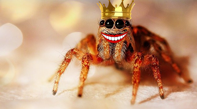 Qui a peur du dentiste- le roi des araignées